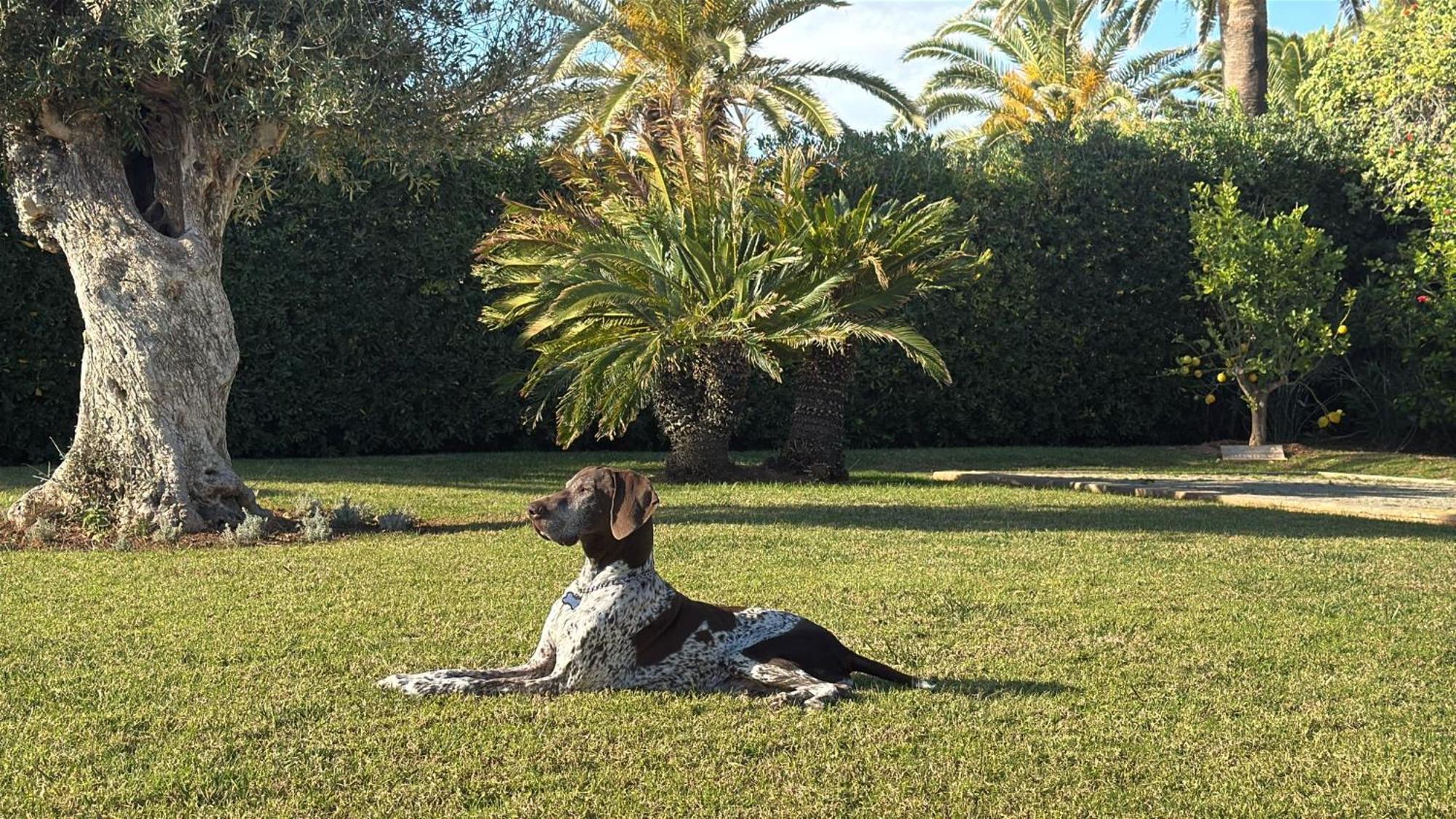 La Calma Espectacular Villa Con Jardin Y Piscina En Menorca S'Algar Kültér fotó